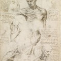 Dessins anatomiques des paules d'un homme en 1510